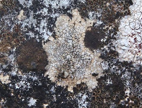 Aspicilia calcarea (Megasporaceae) Puechabon, France. Sep 4, 2016. Aspicilia calcarea,France,Geotagged,Summer