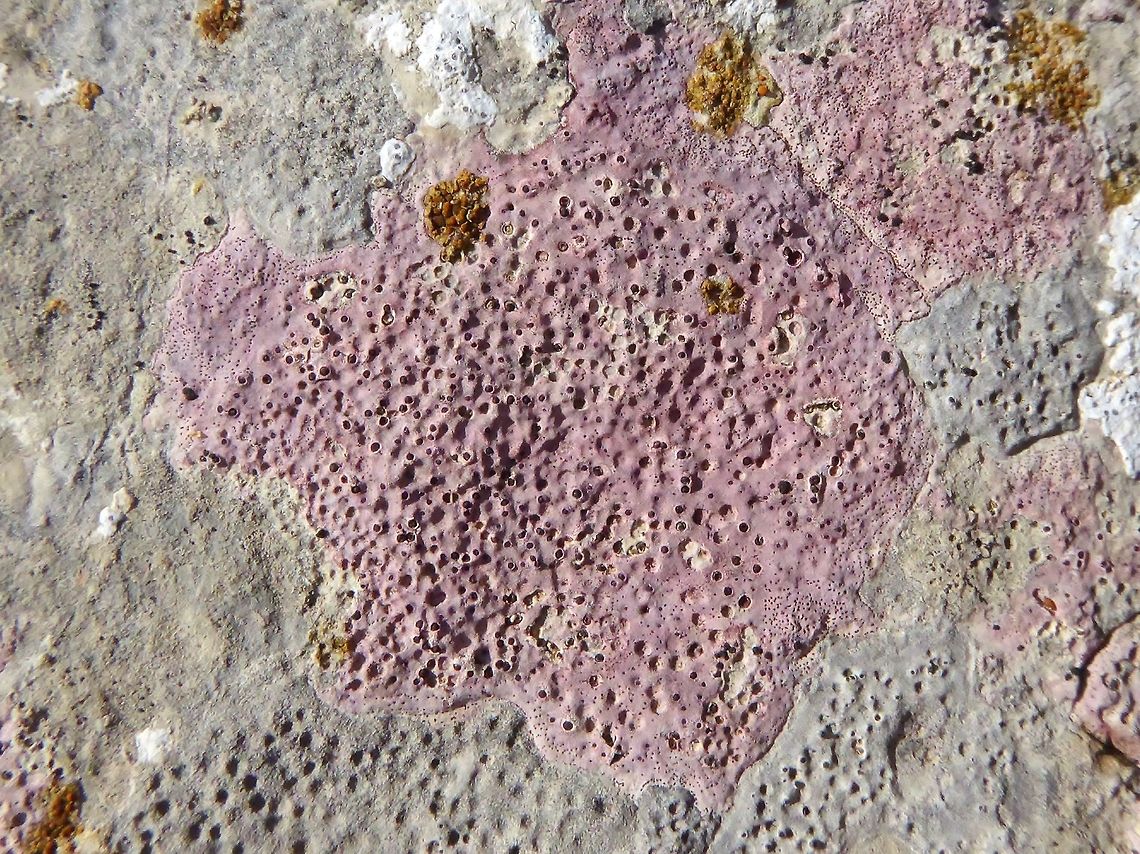 Bagliettoa marmorea (Verrucariaceae) Puechabon, France. Sep 10, 2016. Bagliettoa marmorea,France,Geotagged,Summer