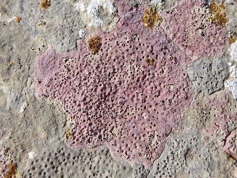 Bagliettoa marmorea (Verrucariaceae) Puechabon, France. Sep 10, 2016. Bagliettoa marmorea,France,Geotagged,Summer