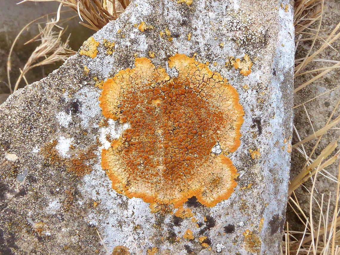 Caloplaca aurantia (Teloschistaceae) Peau de Meau Reserve, France. Aug 30, 2016. Caloplaca aurantia,France,Geotagged,Summer