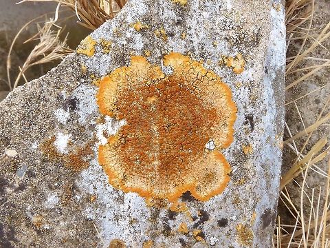 Caloplaca aurantia (Teloschistaceae) Peau de Meau Reserve, France. Aug 30, 2016. Caloplaca aurantia,France,Geotagged,Summer