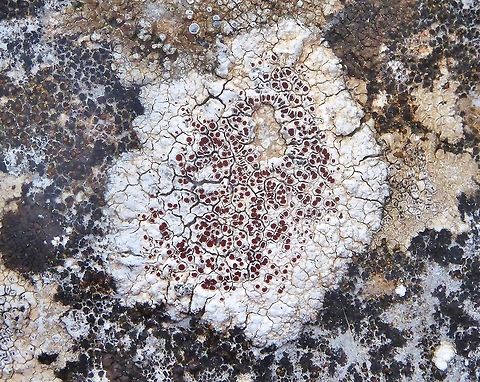 Caloplaca erythrocarpa (Teloschistaceae) Puechabon, France. Sep 4, 2016. Caloplaca erythrocarpa,France,Geotagged,Summer