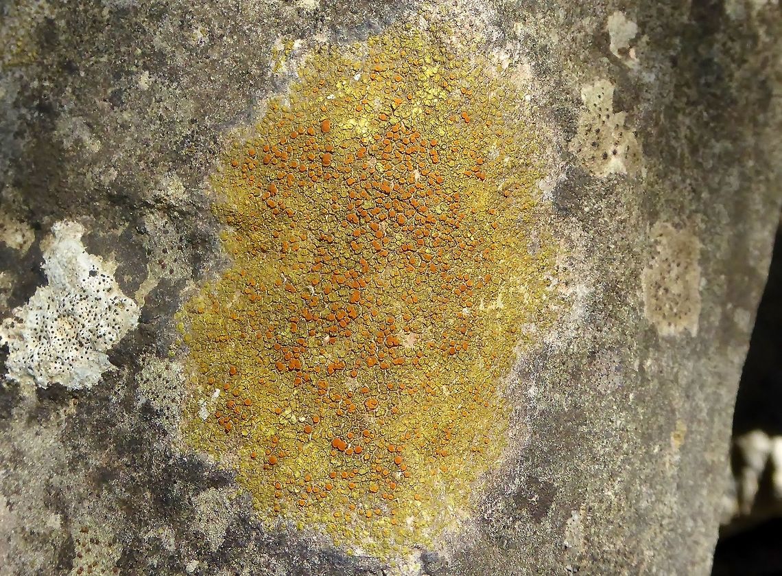 Caloplaca flavovirescens (Teloschistaceae) Puechabon, France. Sep 4, 2016. Caloplaca flavovirescens,France,Geotagged,Summer