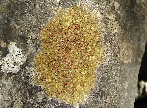 Caloplaca flavovirescens (Teloschistaceae) Puechabon, France. Sep 4, 2016. Caloplaca flavovirescens,France,Geotagged,Summer