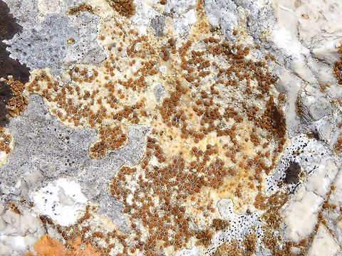 Caloplaca ochracea (Teloschistaceae) Puechabon, France. Aug 31, 2016. Caloplaca ochracea,France,Geotagged,Summer