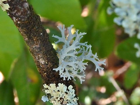 Oakmoss (Evernia prunastri) Puechabon, France. Sep 4, 2016 Evernia prunastri,France,Geotagged,Oakmoss,Summer