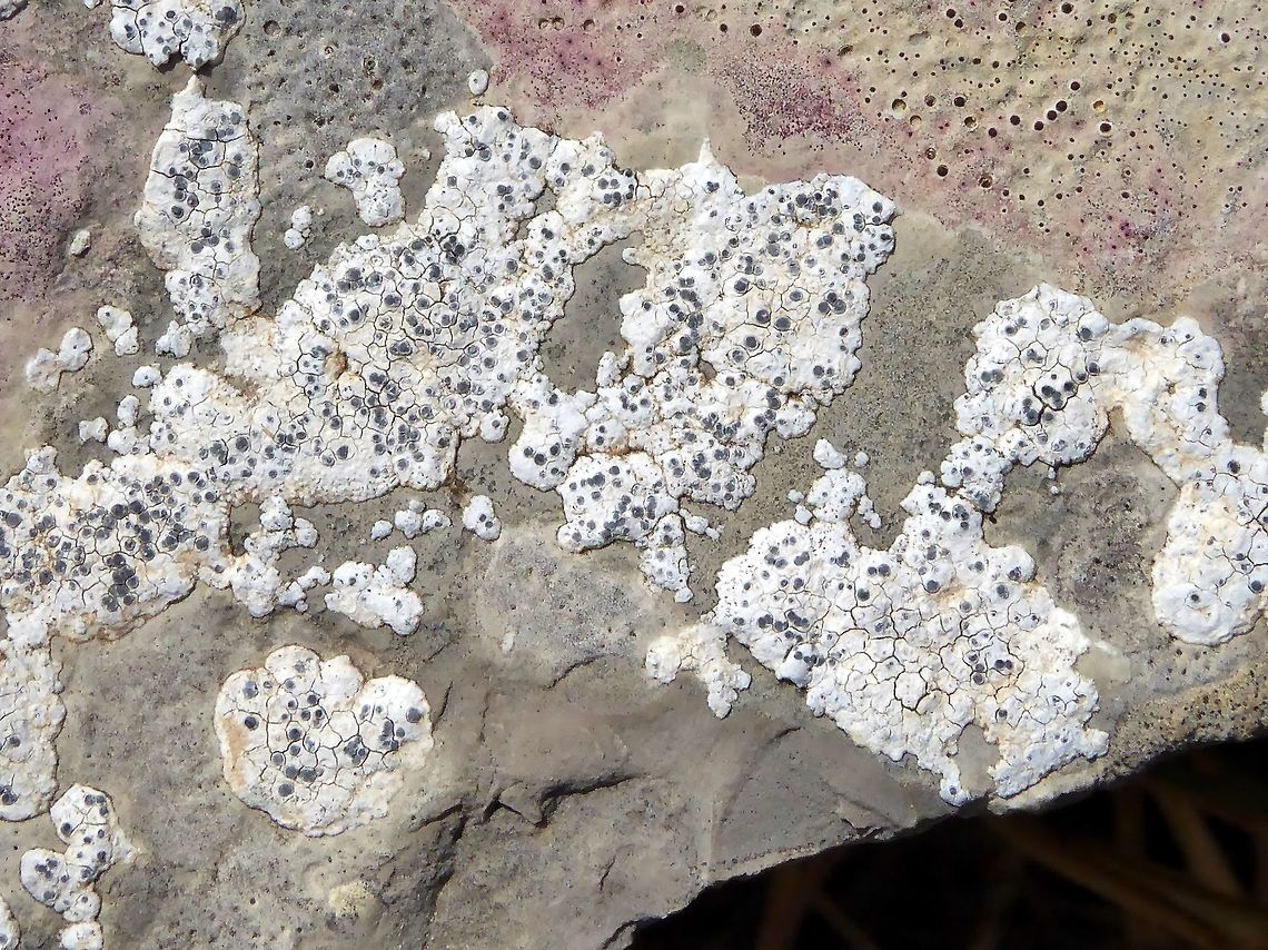 Diplotomma hedinii (Caliciaceae) Puechabon, France. Aug 31, 2016.  Diplotomma hedinii,France,Geotagged,Summer