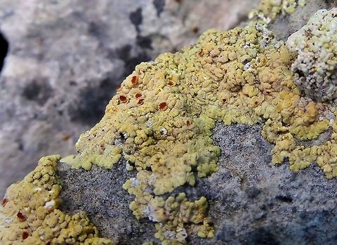Fulgensia fulgens (Teloschistaceae) Puechabon, France. Sep 10, 2016. France,Fulgensia fulgens,Geotagged,Summer