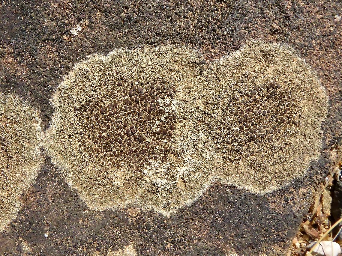 Lecanora campestris (Lecanoraceae) Puechabon, France. Sep 8, 2016. France,Geotagged,Lecanora campestris,Summer