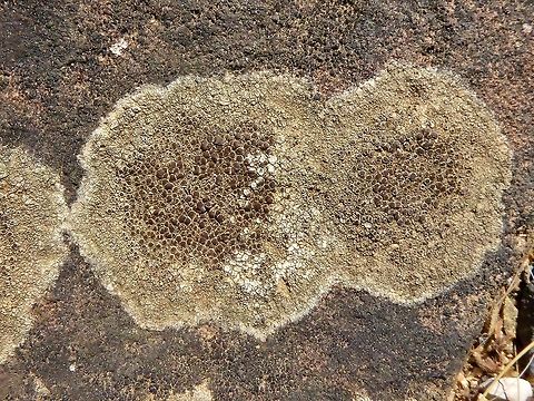Lecanora campestris (Lecanoraceae) Puechabon, France. Sep 8, 2016. France,Geotagged,Lecanora campestris,Summer