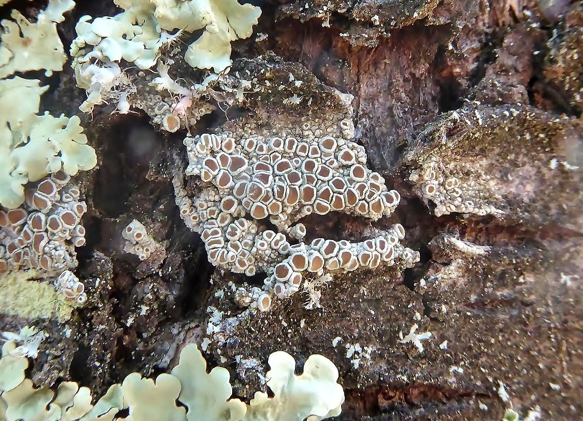 Lecanora chlarotera (Lecanoraceae) Puechabon, France. Sep 4, 2016. France,Geotagged,Lecanora chlarotera,Summer