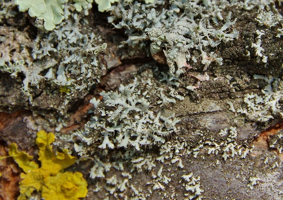 Physcia adscendens (Physciaceae) Puechabon, France. Aug 29, 2016. France,Geotagged,Physcia adscendens,Summer