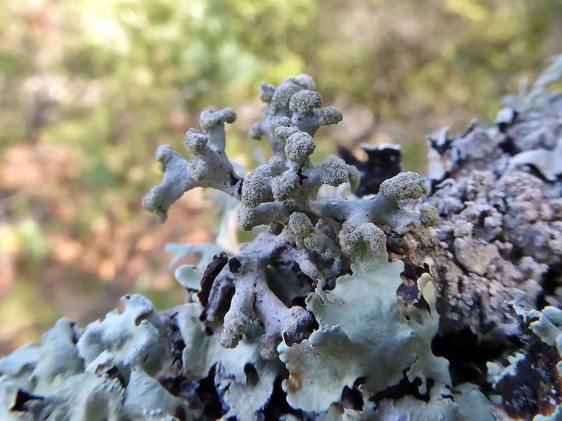Hypogymnia tubulosa (Parmeliaceae) Puechabon, France. Sep 10, 2016. France,Geotagged,Hypogymnia tubulosa,Summer,Tube Lichen