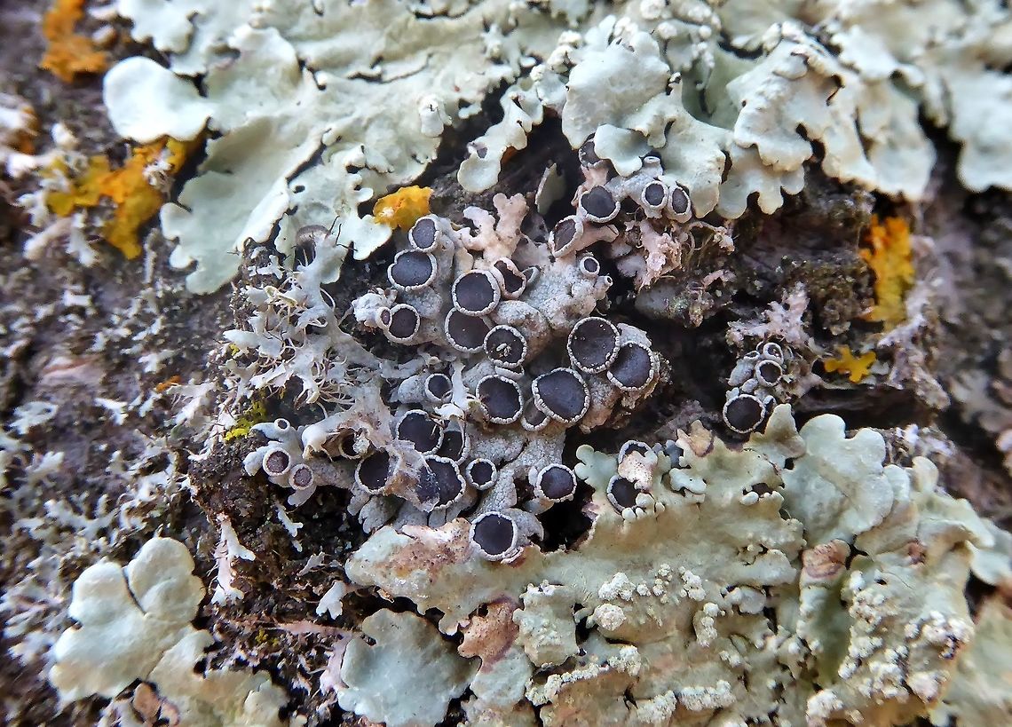 Physcia leptalea (Physciaceae) Puechabon, France. Sep 4, 2016. France,Geotagged,Physcia leptalea,Summer