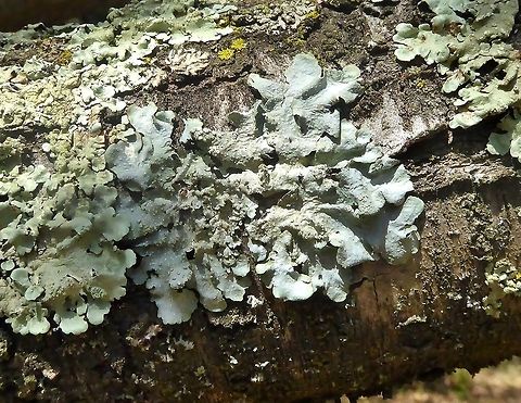 Punctelia subreducta (Parmeliaceae) Puechabon, France. Sep 4, 2016. France,Geotagged,Punctelia subrudecta,Summer