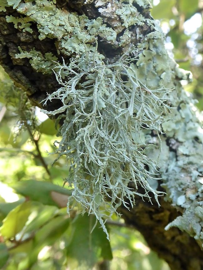 Ramalina farinacea (Ramalinaceae) Puechabon, France. Sep 4, 2016. France,Geotagged,Ramalina farinacea,Summer