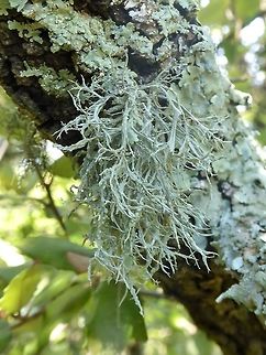 Ramalina farinacea (Ramalinaceae) Puechabon, France. Sep 4, 2016. France,Geotagged,Ramalina farinacea,Summer