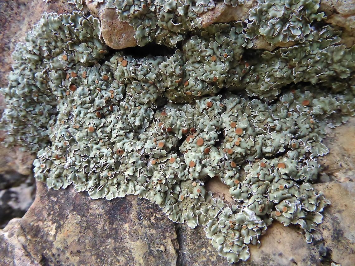 Squamarina cartilaginea (Stereocaulaceae) Saint Guilhem le Desert, France. Sep 16, 2016. France,Geotagged,Squamarina cartilaginea,Summer