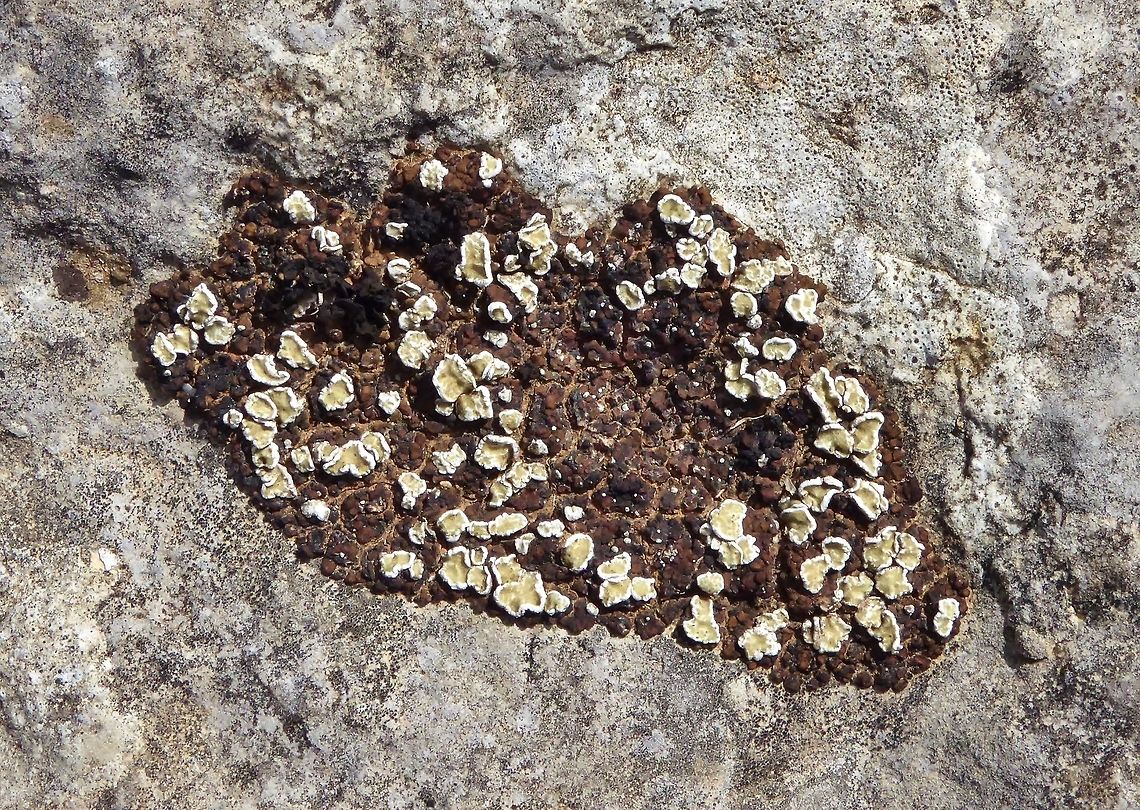 Romjularia lurida (Lecideaceae) parisitized by Squamarina gypsacea (Stereocaulaceae) Puechabon, France. Aug 31, 2016. France,Geotagged,Romjularia lurida,Summer