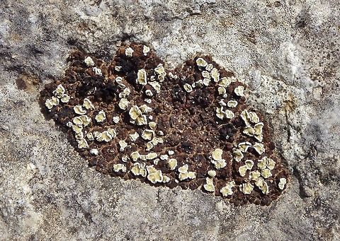 Romjularia lurida (Lecideaceae) parisitized by Squamarina gypsacea (Stereocaulaceae) Puechabon, France. Aug 31, 2016. France,Geotagged,Romjularia lurida,Summer