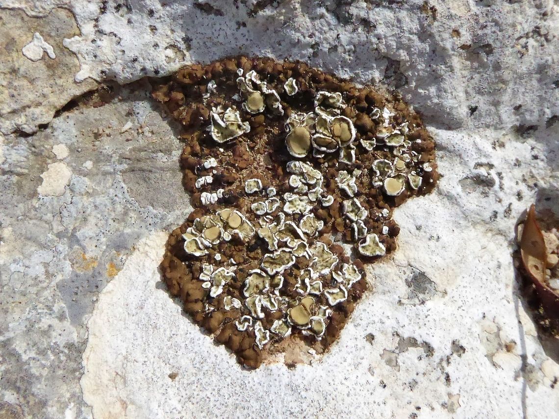 Squamarina gypsacea (Stereocaulaceae) parasitizing Romjularia lurida (Porpidiaceae) Saint Guilhem le Desert, France. Sep 16, 2016. France,Geotagged,Squamarina gypsacea,Summer