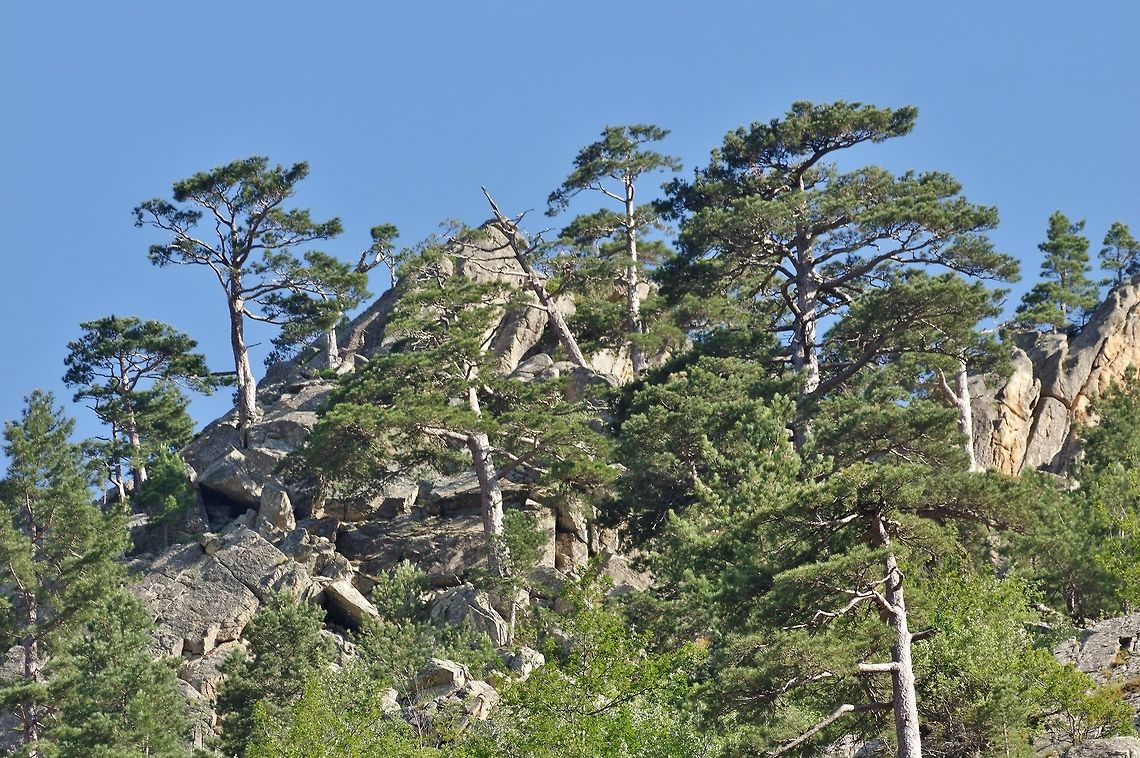 Corsican Pine (Pinus nigra subsp. laricio) Vall&eacute;e de la Restonica, Corsica, France. Jul 10, 2016. Corsican Pine,France,Geotagged,Pinus nigra subsp. laricio,Summer