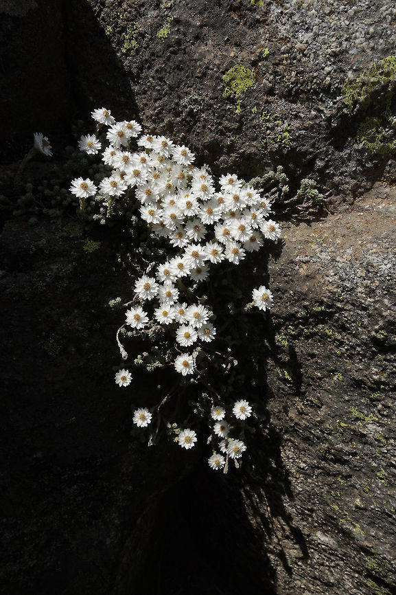 Corsican Everlasting (Castroviejoa frigida) Lac de Melo, Corsica, France. Jul 10, 2016.<br />
Called the Immortelle des frimas in French.               Castroviejoa frigida,Corsican Everlasting,France,Geotagged,Summer