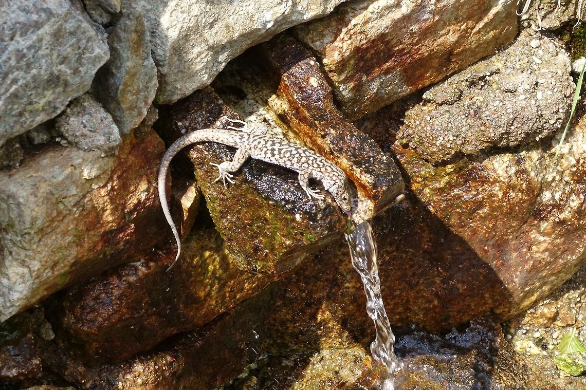 Bedriaga's rock lizard (Archaeolacerta bedriagae) drinking from the spring. Lac de Melo, Corsica, France. Jul 10, 2016. Archaeolacerta bedriagae,Bedriagas rock lizard,France,Geotagged,Summer