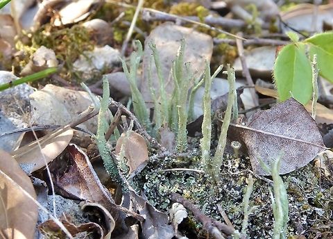 Cladonia coniocraea (Cladoniaceae) Puechabon, France. Sep 4, 2016. Cladonia coniocraea,France,Geotagged,Summer