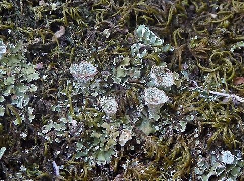 Cladonia pyxidata (Cladoniaceae) Puechabon, France. Sep 4, 2016. Cladonia pyxidata,France,Geotagged,Summer