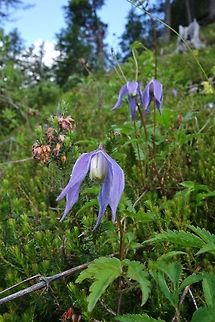 Alpine Clematis (Clematis alpina) Lago di Braies, Italy. Jun 21, 2013. Alpine Clematis,Clematis alpina,Geotagged,Italy,Summer