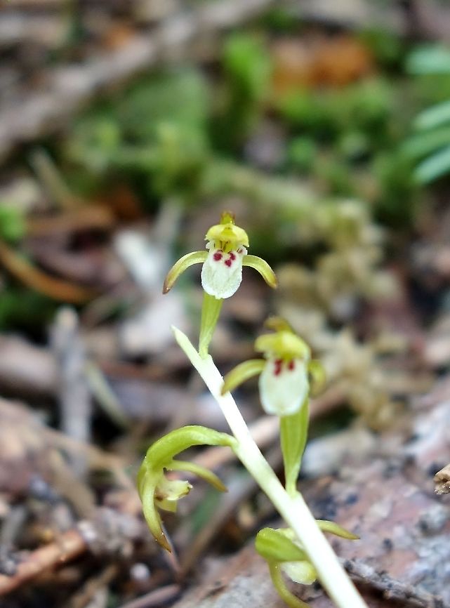 Early Coralroot (Corallorhiza trifida) Lago di Braies, Italy. Jun 21, 2013. Corallorhiza trifida,Geotagged,Italy,Summer