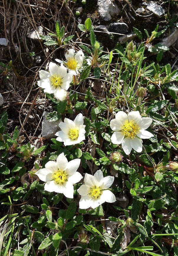 Mountain Avens (Dryas octopetala) Tre Cime Nature Park, Italy. Jun 20, 2013. Dryas octopetala,Geotagged,Italy,Spring