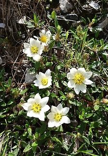 Mountain Avens (Dryas octopetala) Tre Cime Nature Park, Italy. Jun 20, 2013. Dryas octopetala,Geotagged,Italy,Spring