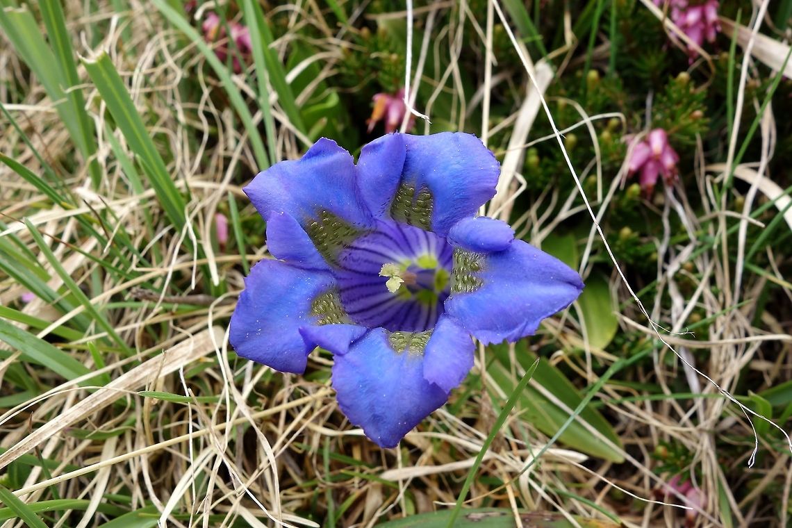 Clusius Gentian (Gentiana clusii) Tre Cime Nature Park, Italy. Jun 20, 2013. Gentiana clusii,Geotagged,Italy,Spring
