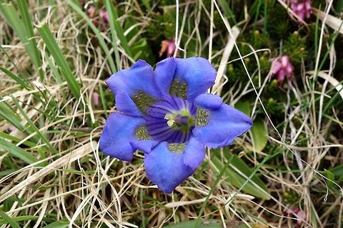 Clusius Gentian (Gentiana clusii) Tre Cime Nature Park, Italy. Jun 20, 2013. Gentiana clusii,Geotagged,Italy,Spring