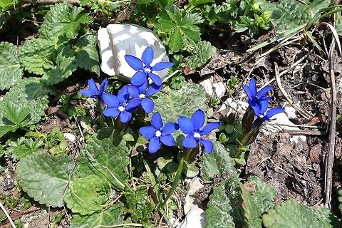 Round-leaved Gentian (Gentiana orbicularis) Tre Cime Nature Park, Italy. Jun 20, 2013. Gentiana orbicularis,Geotagged,Italy,Round-leaved Gentian,Spring