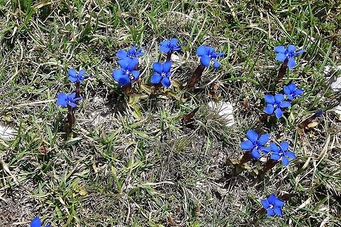 Spring Gentian (Gentiana verna) Lago di Braies, Italy. Jun 21, 2013. Gentiana verna,Geotagged,Italy,Spring Gentian,Summer