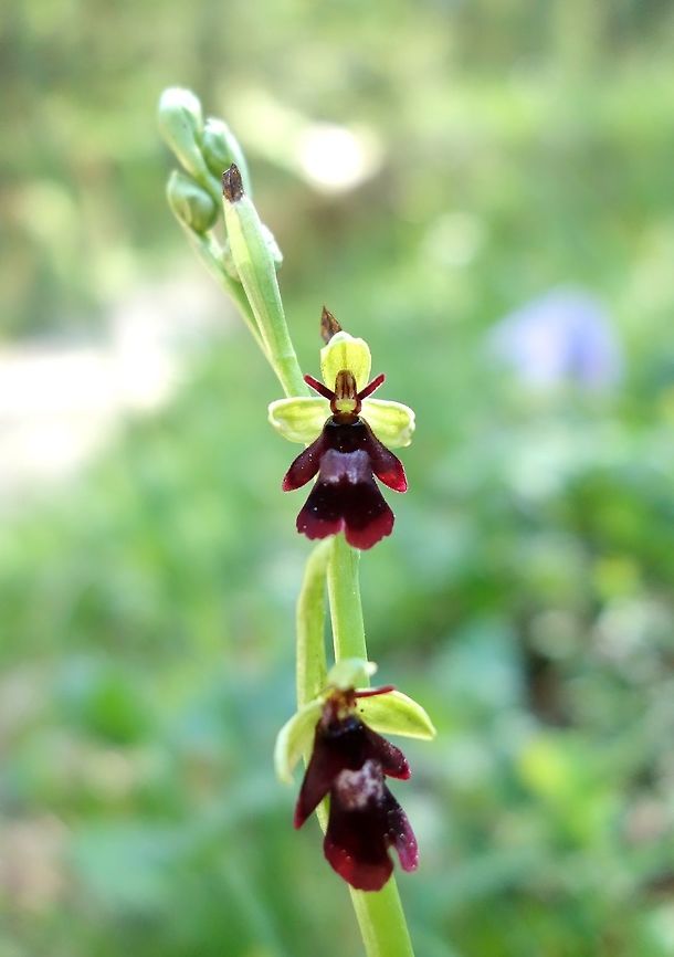 Fly orchid (Ophrys insectifera) Lago di Braies, Italy. Jun 21, 2013. Geotagged,Italy,Ophrys insectifera,Summer