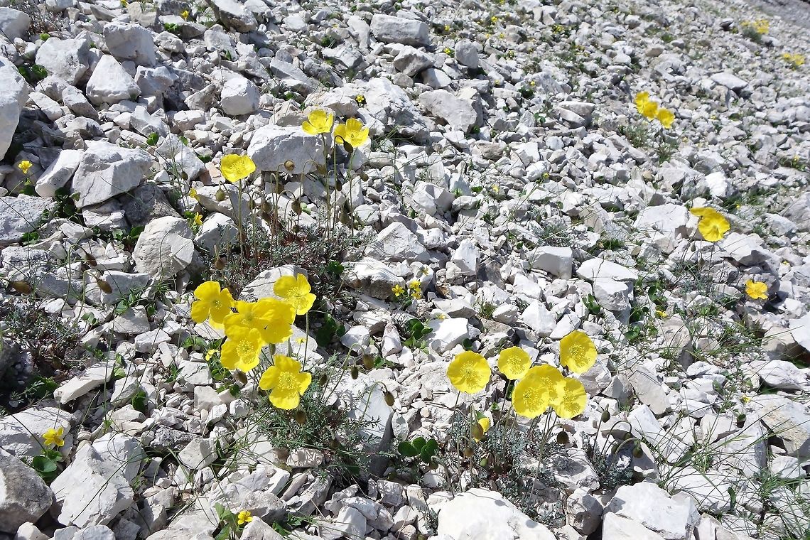 Rhaetian Alpine Poppy (Papaver alpinum subsp. rhaeticum) Lago di Braies, Italy. Jun 21, 2013. Geotagged,Italy,Papaver alpinum subsp. rhaeticum,Rhaetian Alpine Poppy,Summer