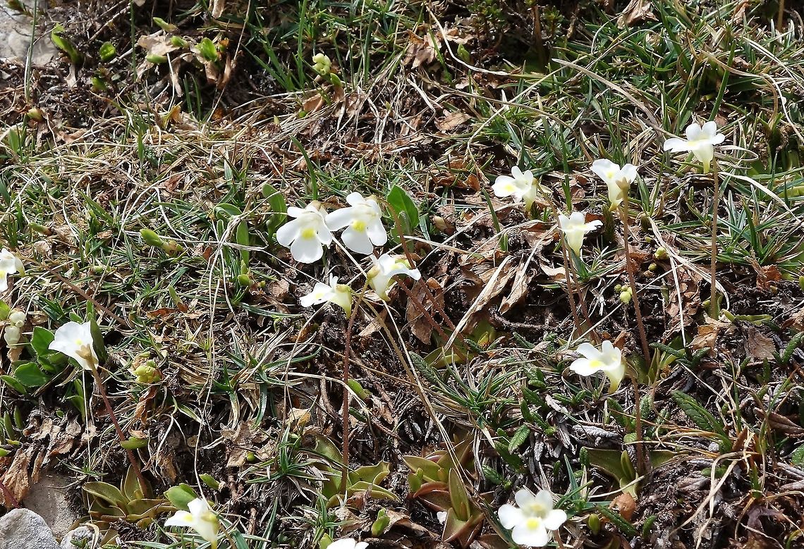 Alpine butterwort (Pinguicula alpina) Tre Cime Nature Park, Italy. Jun 20, 2013. Geotagged,Italy,Pinguicula alpina,Spring