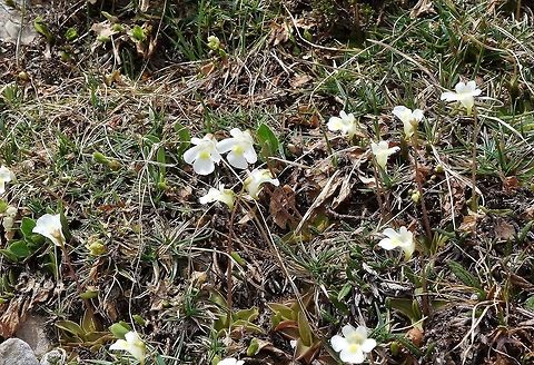 Alpine butterwort (Pinguicula alpina) Tre Cime Nature Park, Italy. Jun 20, 2013. Geotagged,Italy,Pinguicula alpina,Spring