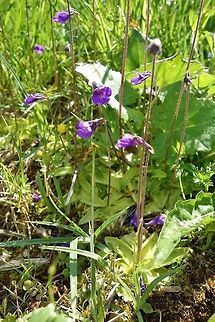 Common butterwort (Pinguicula vulgaris) Lago di Braies, Italy. Jun 20, 2013. Geotagged,Italy,Pinguicula vulgaris,Spring