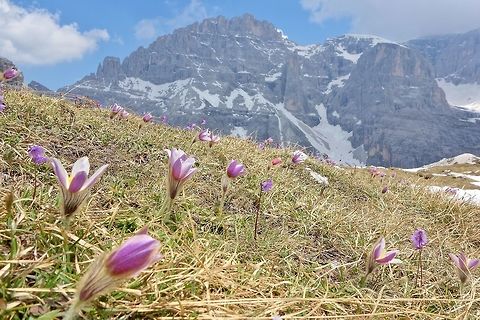 Spring Pasque Flower (Pulsatilla vernalis) Tre Cime Nature Park, Italy. Jun 20, 2013. Geotagged,Italy,Pulsatilla vernalis,Spring