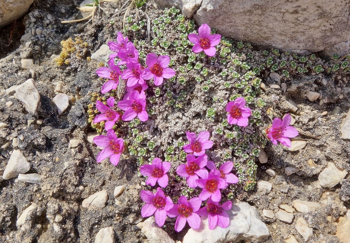 Purple mountain saxifrage (Saxifraga oppositifolia) Tre Cime Nature Park, Italy. Jun 20, 2013. Geotagged,Italy,Saxifraga oppositifolia,Spring