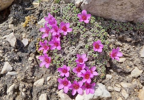 Purple mountain saxifrage (Saxifraga oppositifolia) Tre Cime Nature Park, Italy. Jun 20, 2013. Geotagged,Italy,Saxifraga oppositifolia,Spring