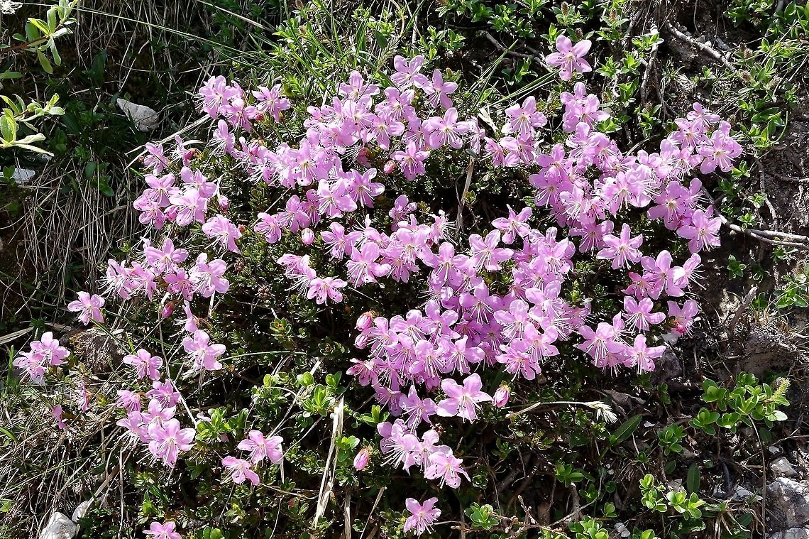 Dwarf Alpenrose (Rhodothamnus chamaecistus) Tre Cime Nature Park, Italy. Jun 20, 2013. Dwarf Alpenrose,Geotagged,Italy,Rhodothamnus chamaecistus,Spring