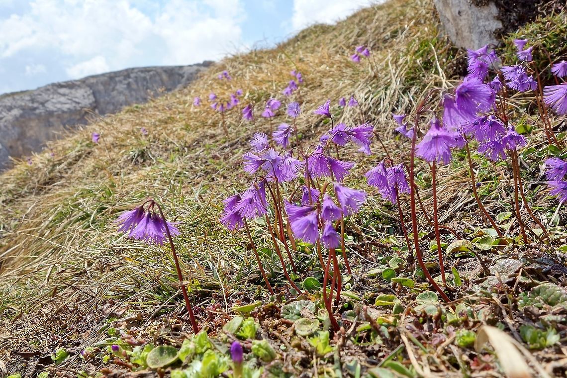 Alpine snowbell (Soldanella alpina) Tre Cime Nature Park. Jun 20, 2013. Alpine snowbell,Geotagged,Italy,Soldanella alpina,Spring