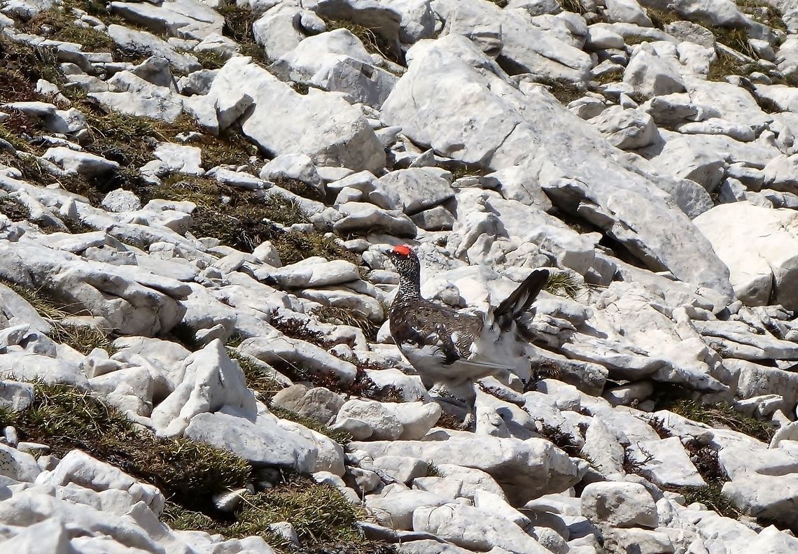 Rock ptarmigan (Lagopus muta) playing hide and seek Tre Cime Nature Park, Italy. Jun 20, 2013. Geotagged,Italy,Lagopus muta,Rock Ptarmigan,Spring