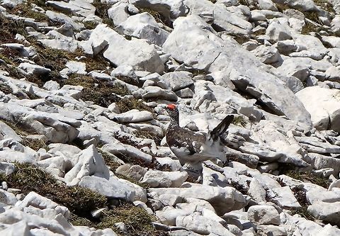 Rock ptarmigan (Lagopus muta) playing hide and seek Tre Cime Nature Park, Italy. Jun 20, 2013. Geotagged,Italy,Lagopus muta,Rock Ptarmigan,Spring